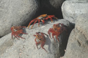 154.jpg