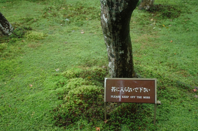 252.jpg