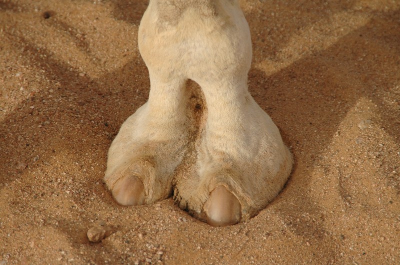 373.jpg