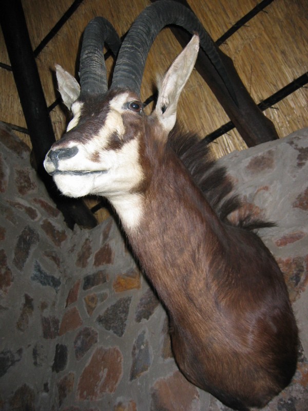 136.jpg