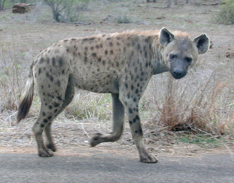 145.jpg