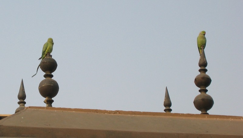 176.jpg