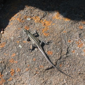 126.jpg