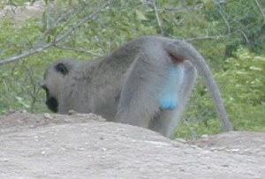 142.jpg