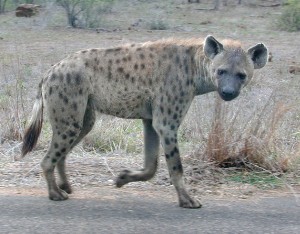 145.jpg