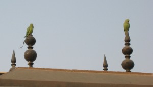 176.jpg