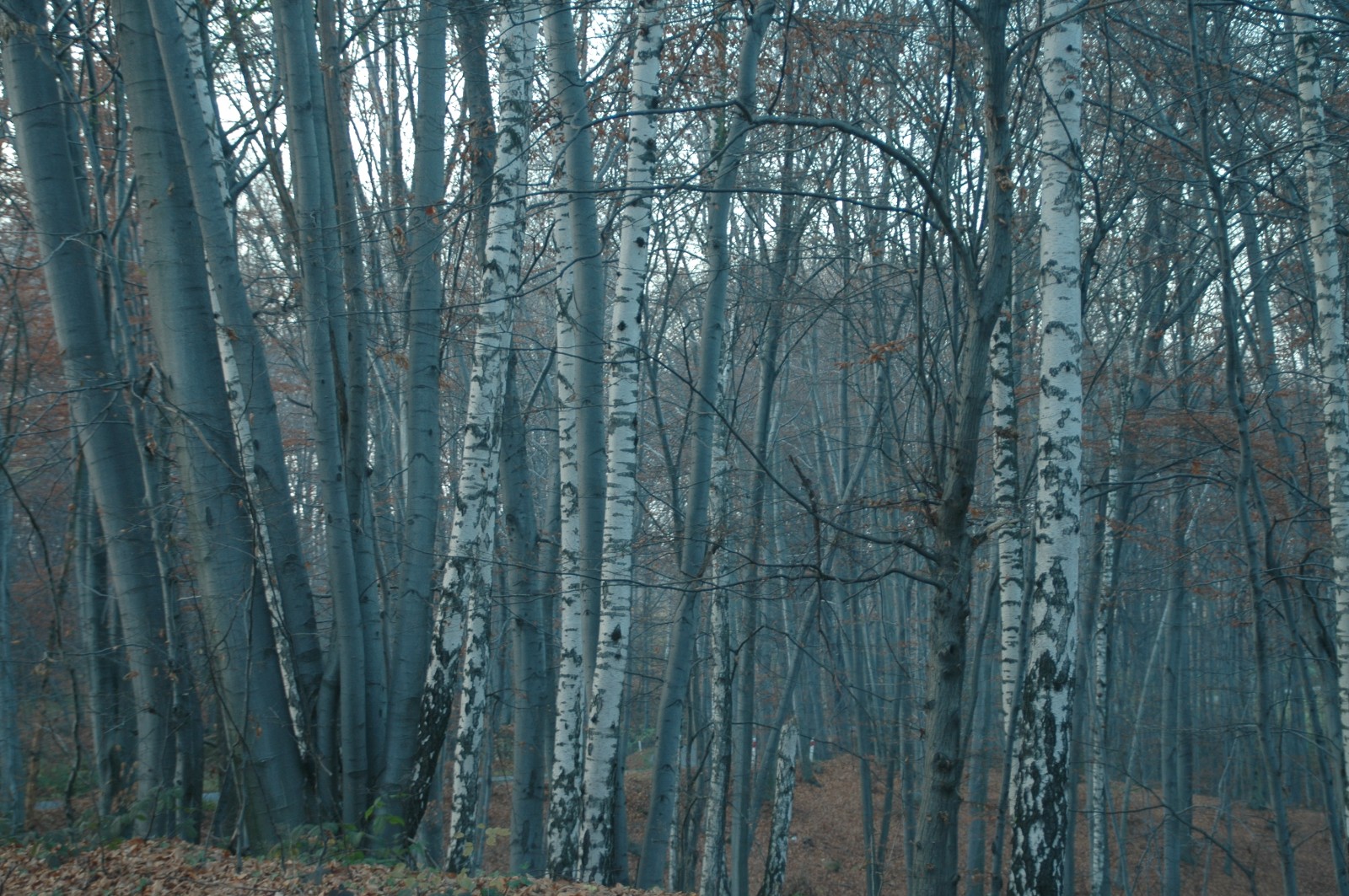 1052.jpg